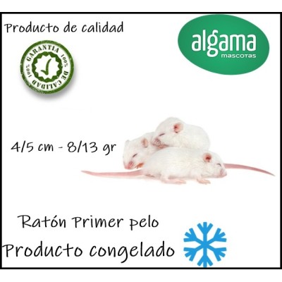 Pinky - Primer pelo Ratón (Producto congelado)